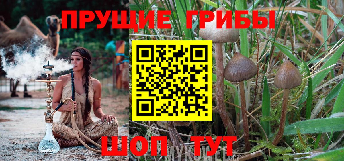 Галлюциногенные грибы прущие грибы Ростов-на-Дону